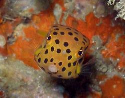 Cute wee boxfish by Gordana Zdjelar 